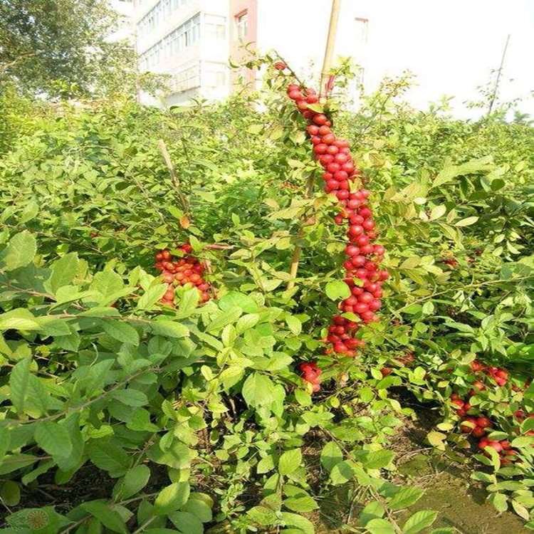 钙果苗疏果钙果苗丰产好钙果苗 生长季节