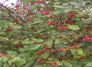 普宁市樱花苗品种全象樱樱花苗种植