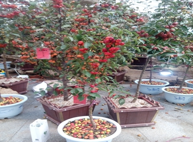 天门市草莓果冻海棠苗 北美海棠苗亩产5千斤海棠苗