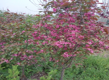 呈贡区双樱樱花苗松月樱樱花苗两年挂果