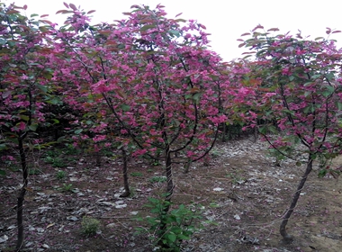 普宁市樱花苗品种全象樱樱花苗种植