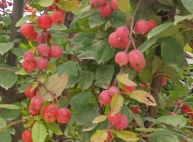 天门市草莓果冻海棠苗 北美海棠苗亩产5千斤海棠苗
