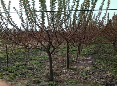 蔡甸区重瓣樱花苗松月樱樱花苗基地