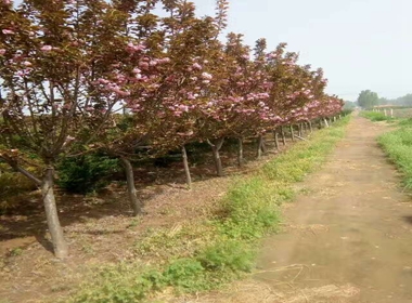 天门市草莓果冻海棠苗 北美海棠苗亩产5千斤海棠苗