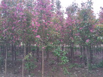 双流县秋天栽植樱花苗大岛樱种植基地图片5