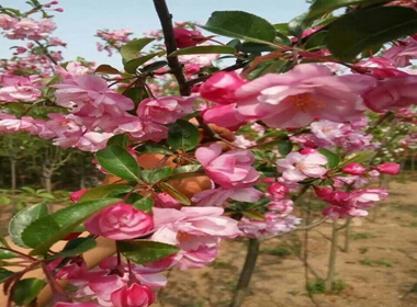 小金县樱花苗需要的快来寒绯樱 丰产好