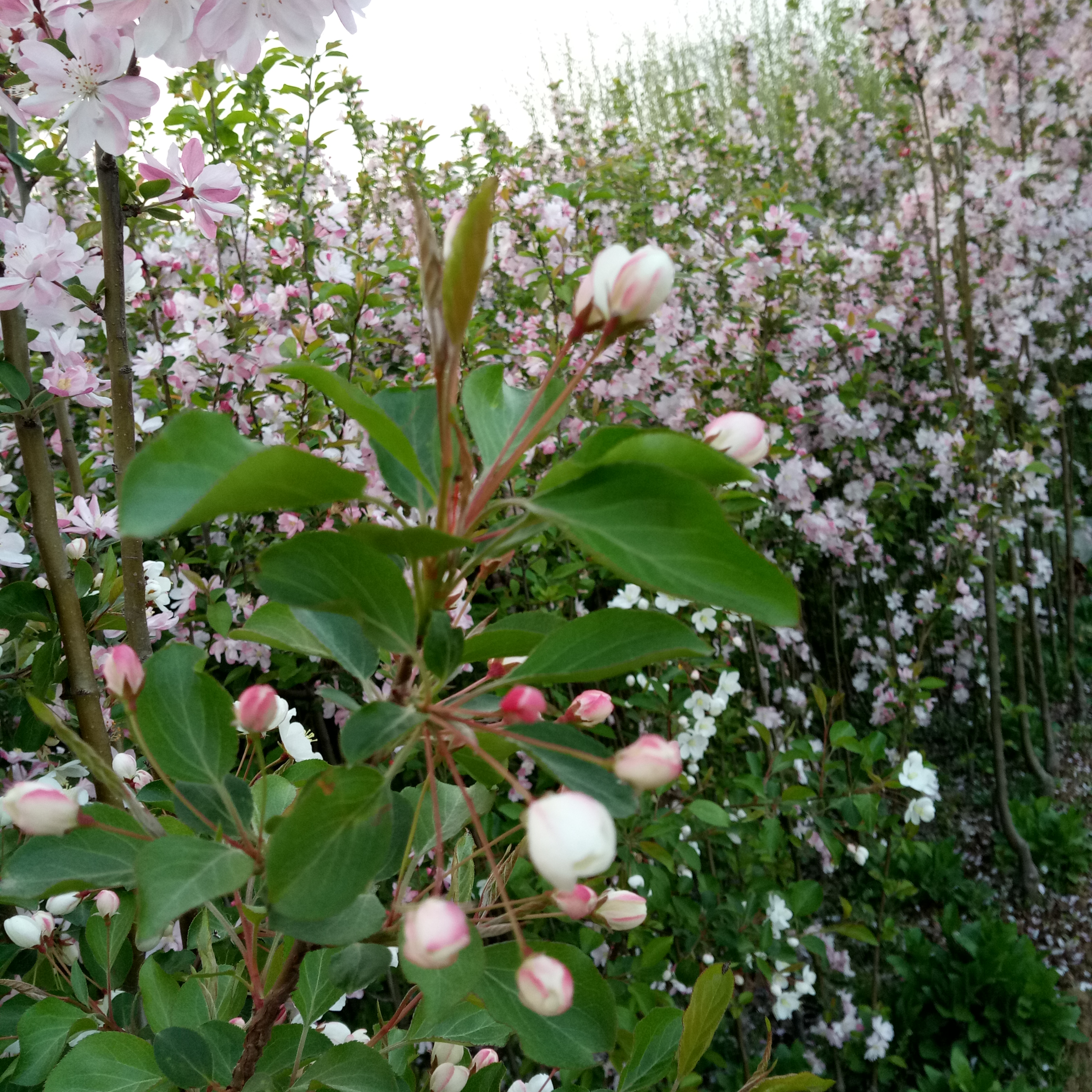 双流县秋天栽植樱花苗大岛樱 种植基地