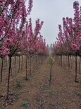 蔡甸区重瓣樱花苗松月樱樱花苗基地图片5