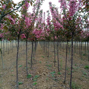 呈贡区双樱樱花苗松月樱樱花苗两年挂果