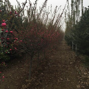 普宁市樱花苗品种全普贤象樱樱花苗种植