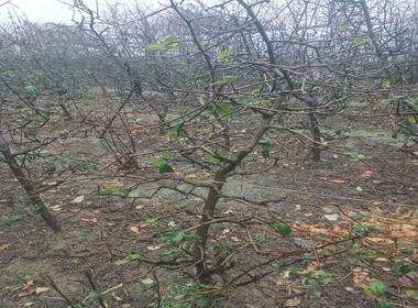 蔡甸区重瓣樱花苗松月樱樱花苗基地