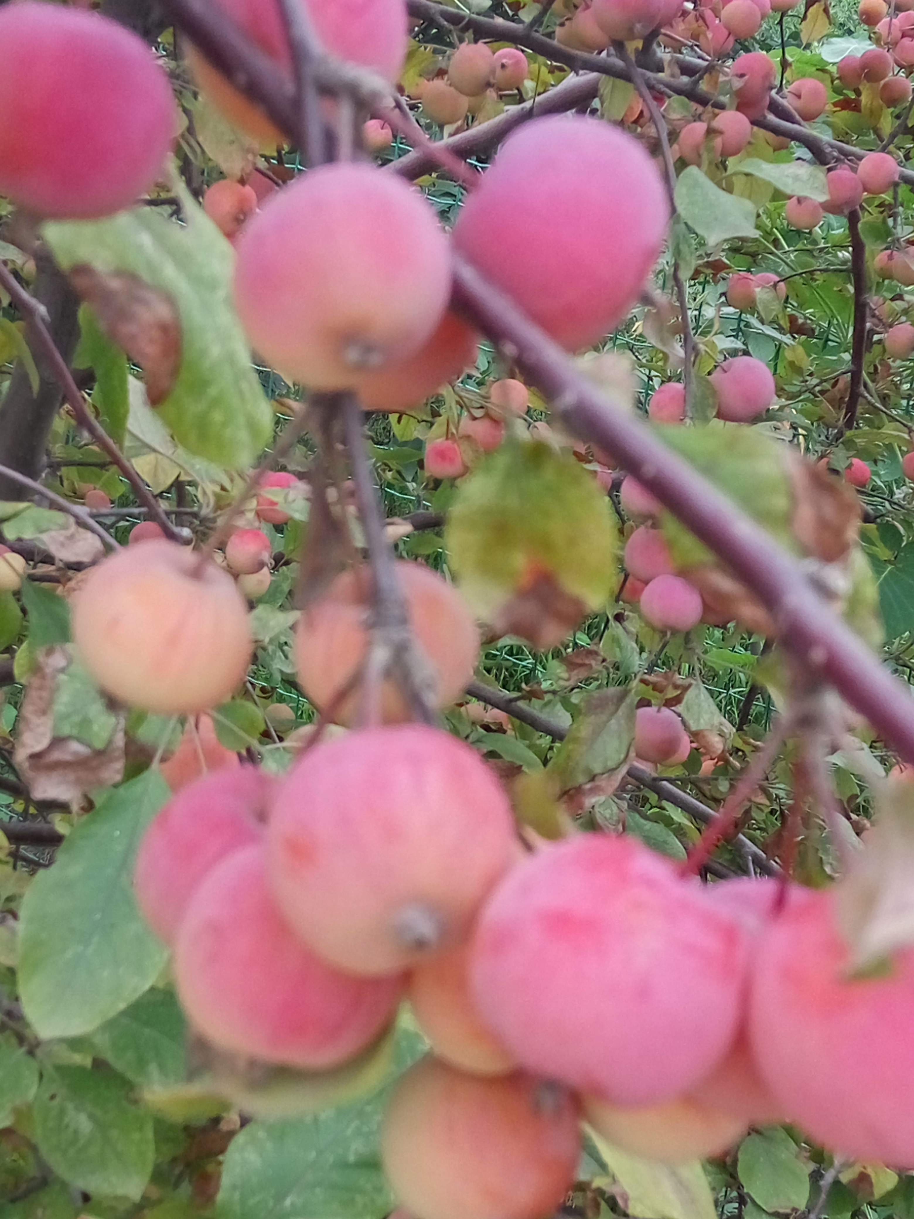 德江县三年樱花苗亩产多少大岛樱 樱花苗推广