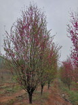 从江县垂枝樱花苗江户彼岸樱樱花苗基地图片2