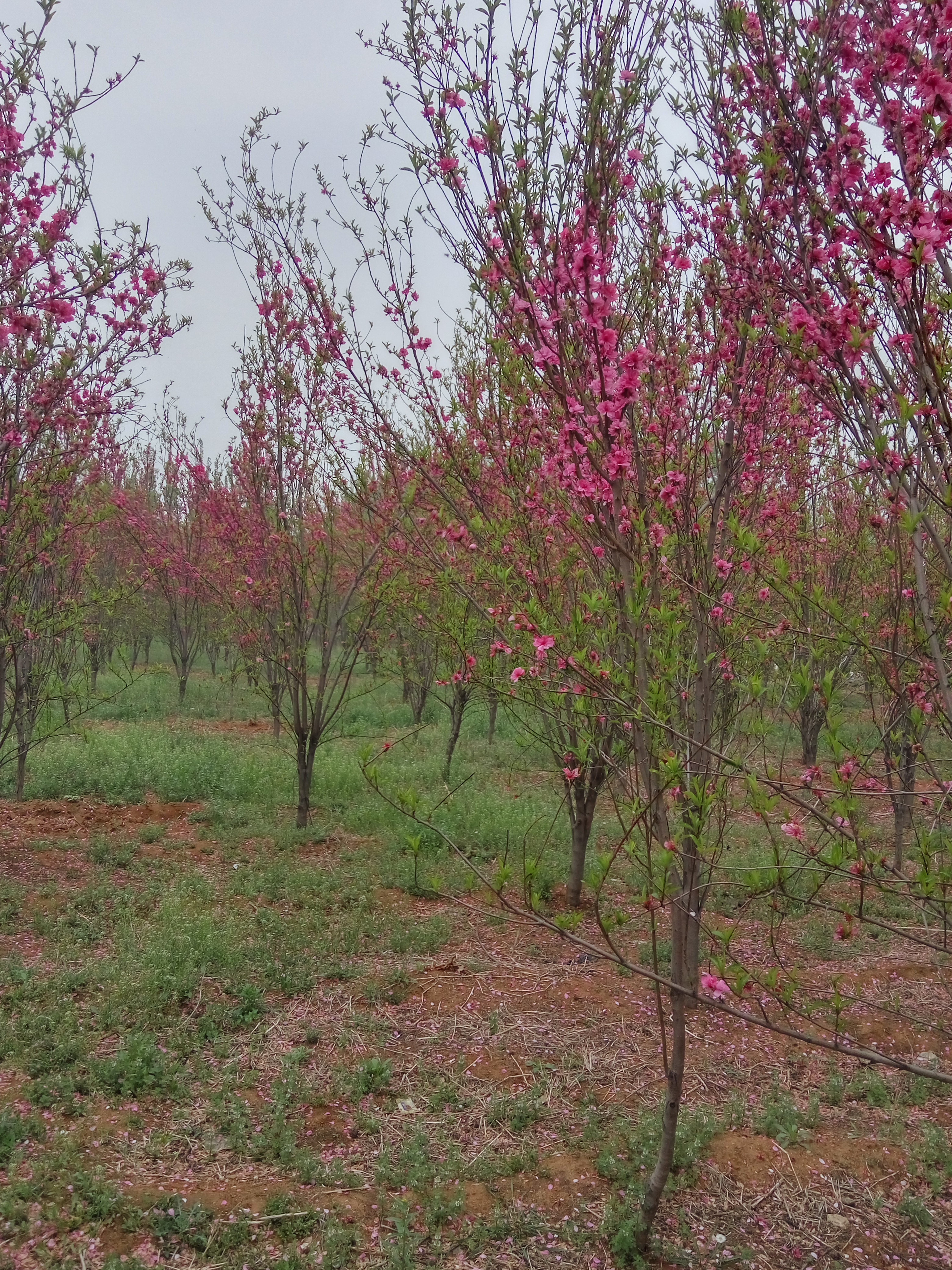 绥阳县栽植樱花苗松月樱樱花苗价格