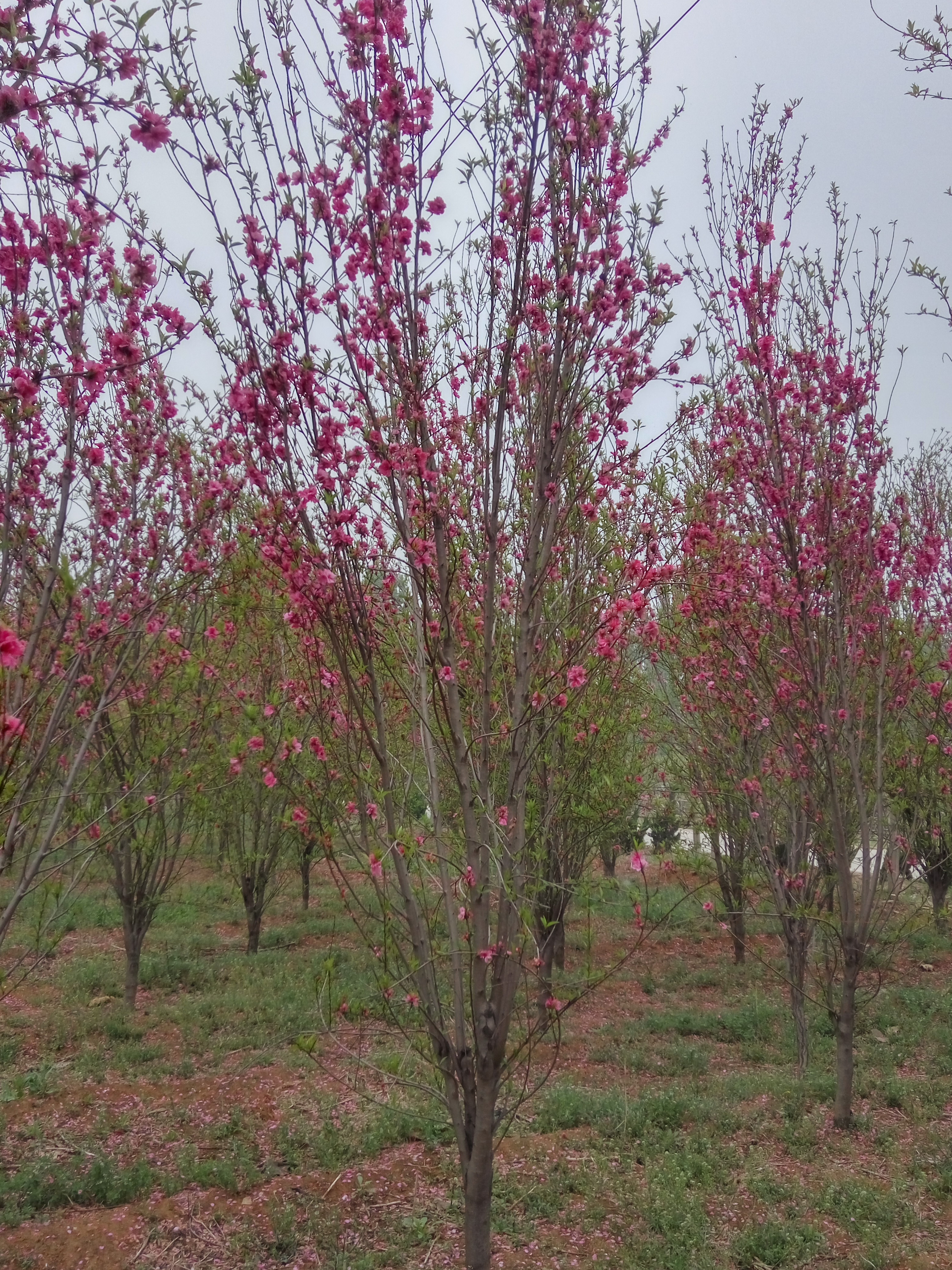 绥阳县栽植樱花苗松月樱樱花苗价格