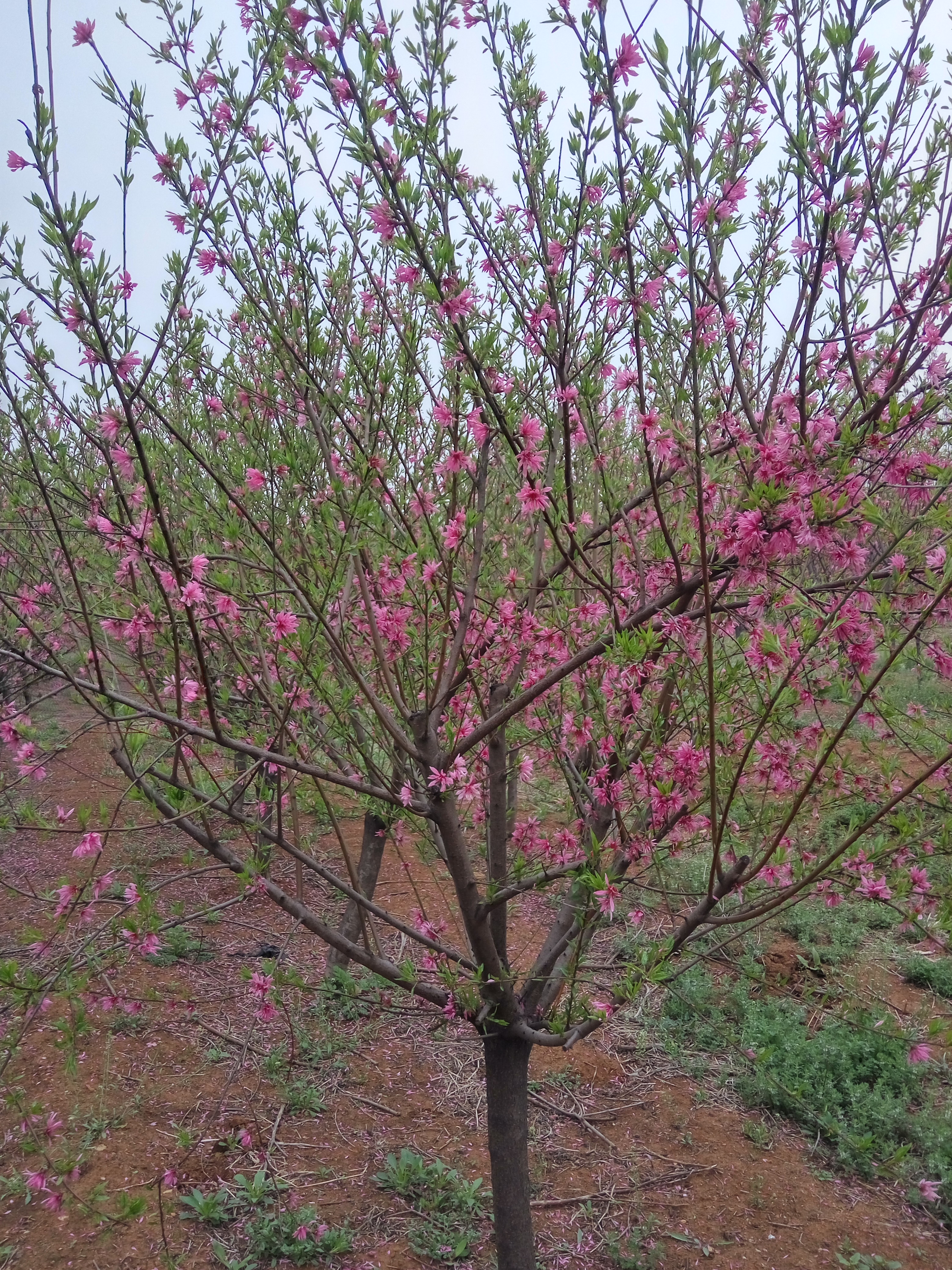 绥阳县栽植樱花苗松月樱樱花苗价格