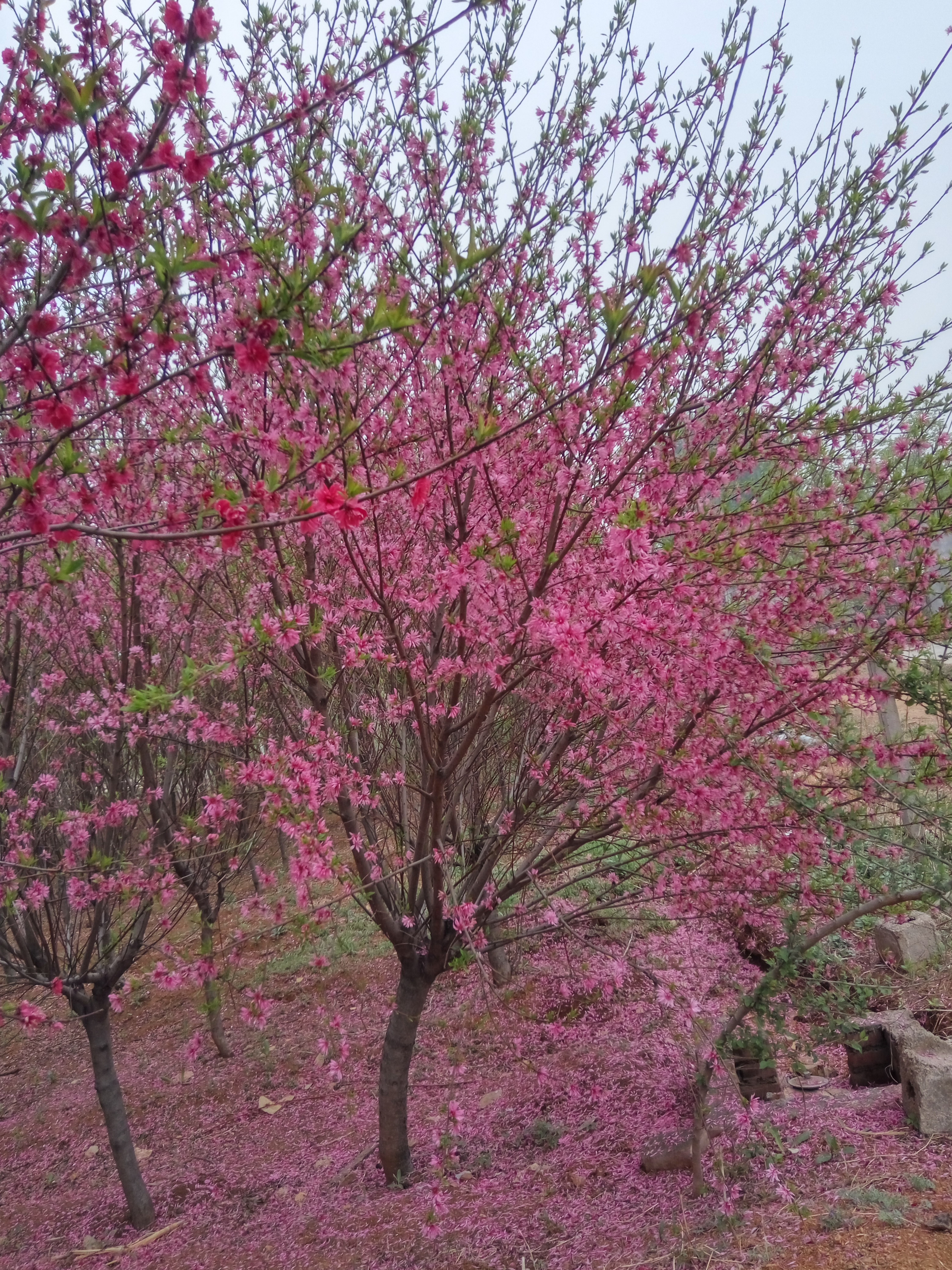 德江县三年樱花苗亩产多少大岛樱 樱花苗推广