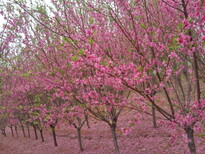 武胜县红花樱花苗大岛樱樱花苗销售图片1