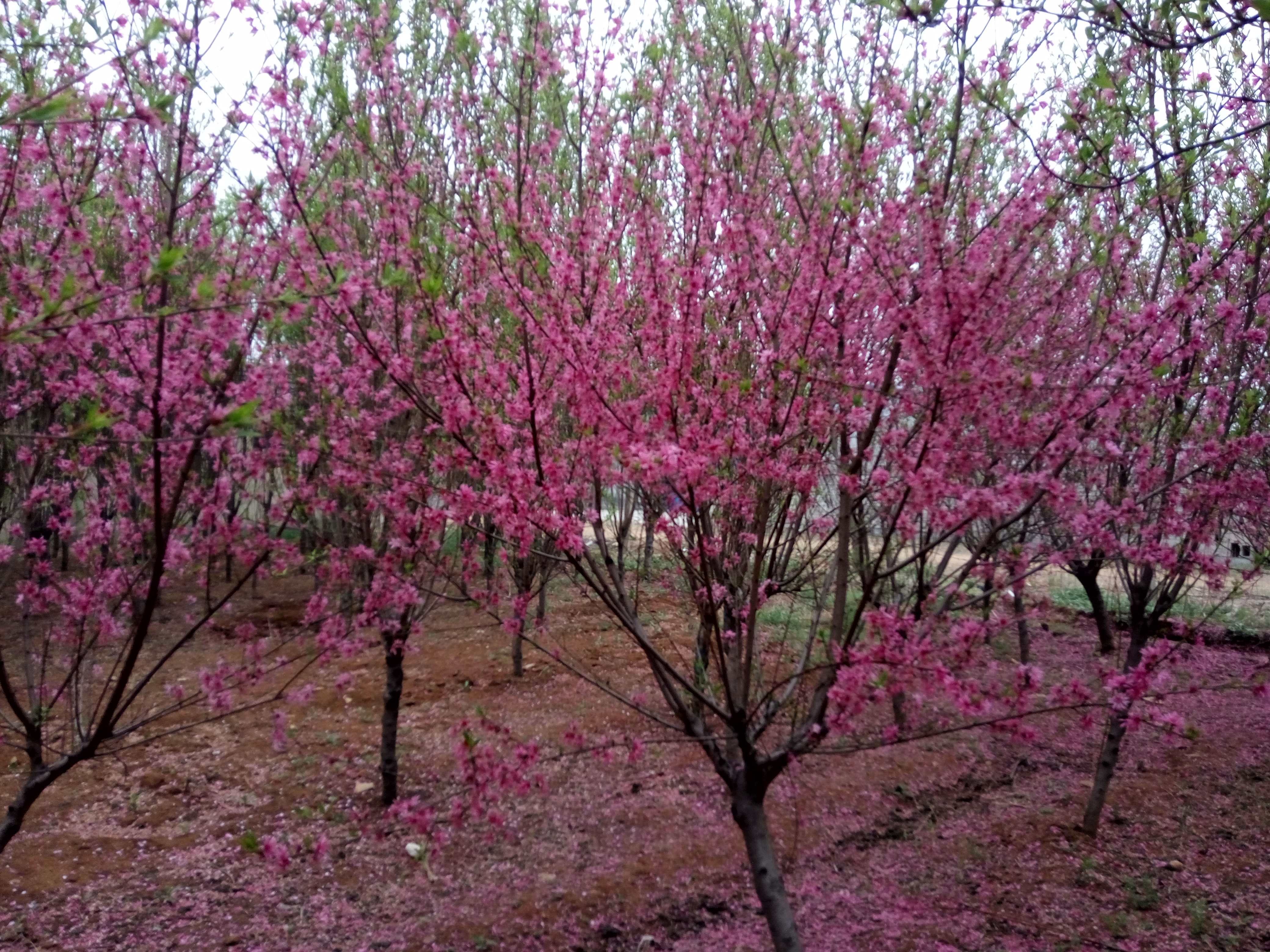 从江县垂枝樱花苗江户彼岸樱樱花苗基地