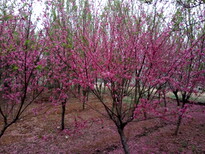 从江县垂枝樱花苗江户彼岸樱樱花苗基地图片0