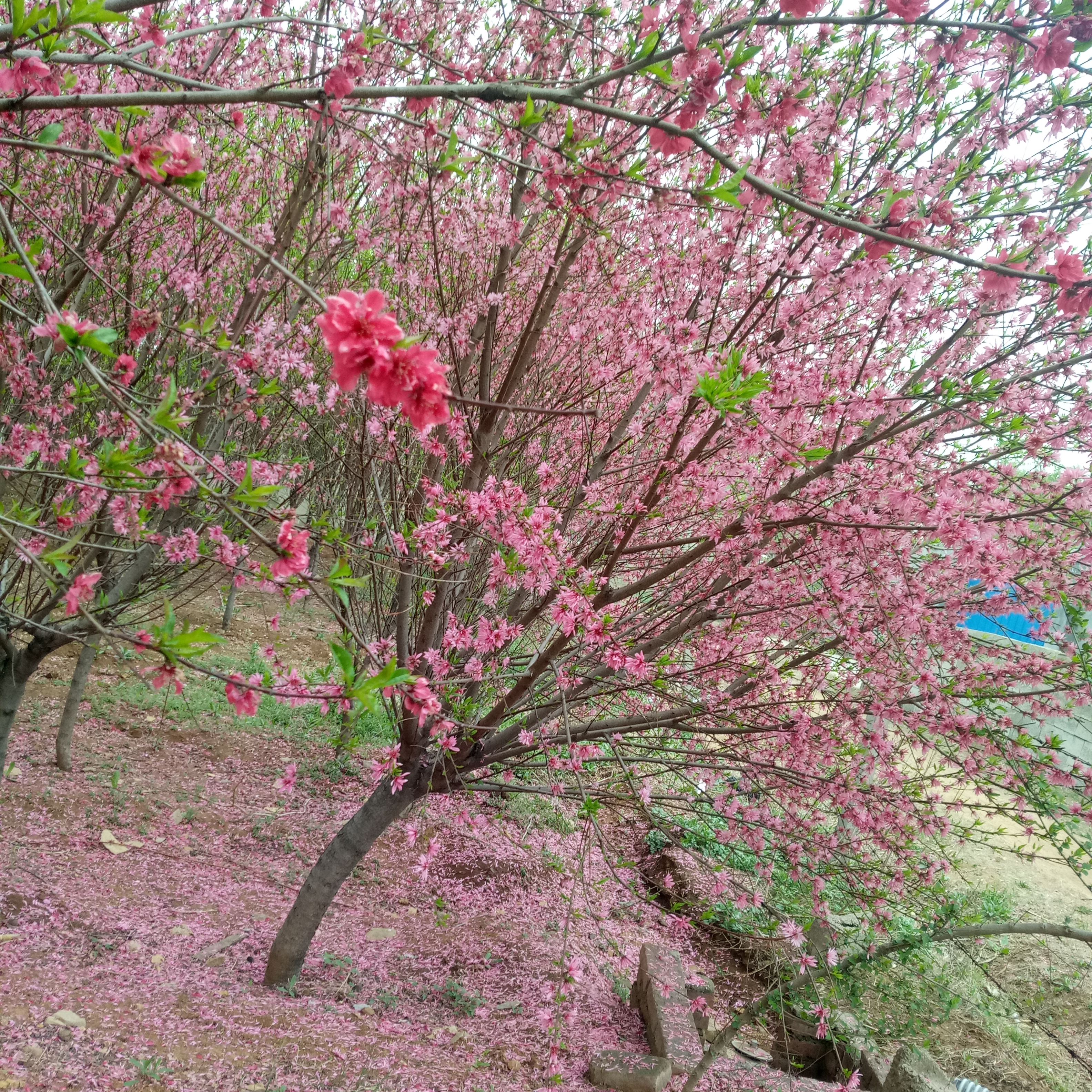 德江县三年樱花苗亩产多少大岛樱 樱花苗推广