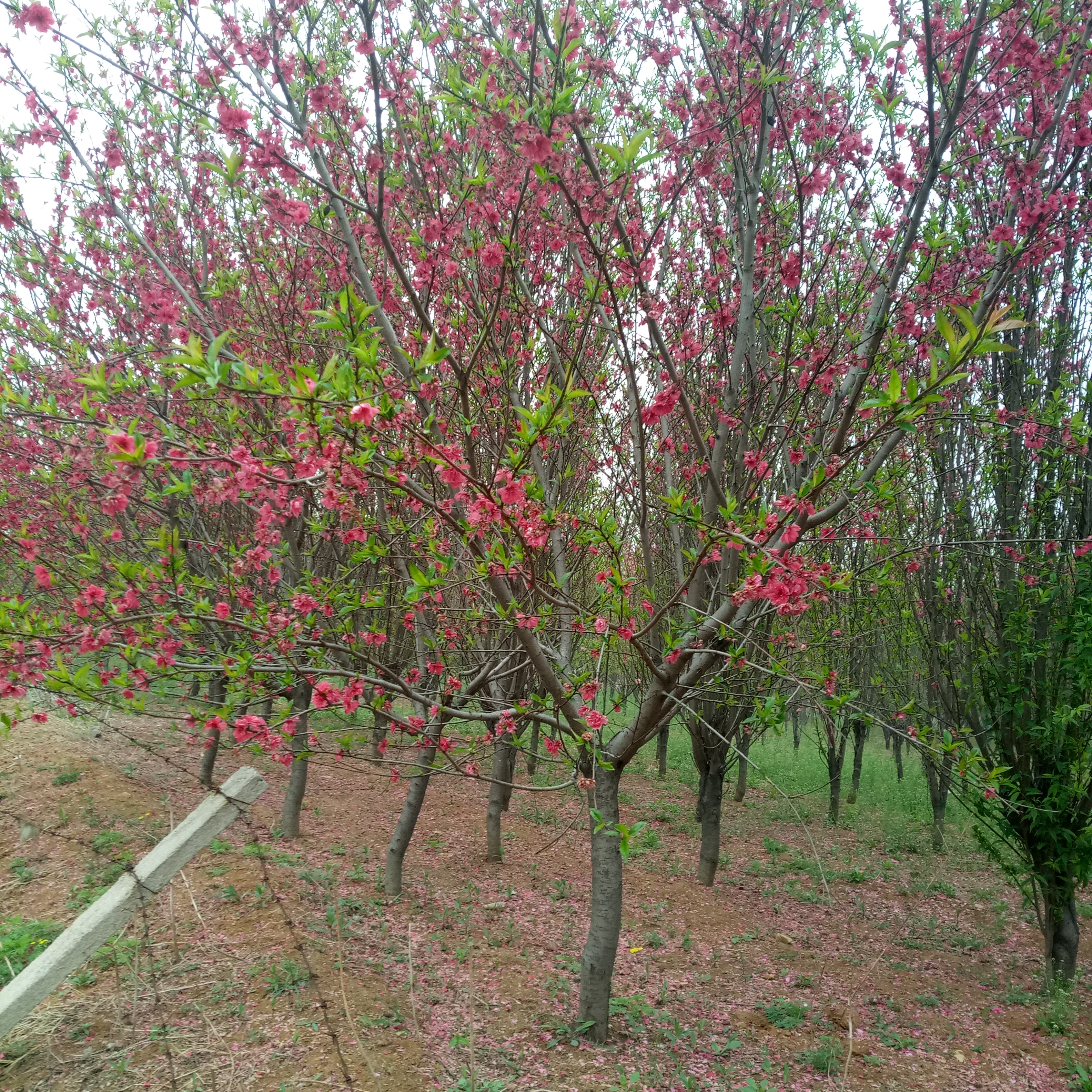 从江县垂枝樱花苗江户彼岸樱樱花苗基地