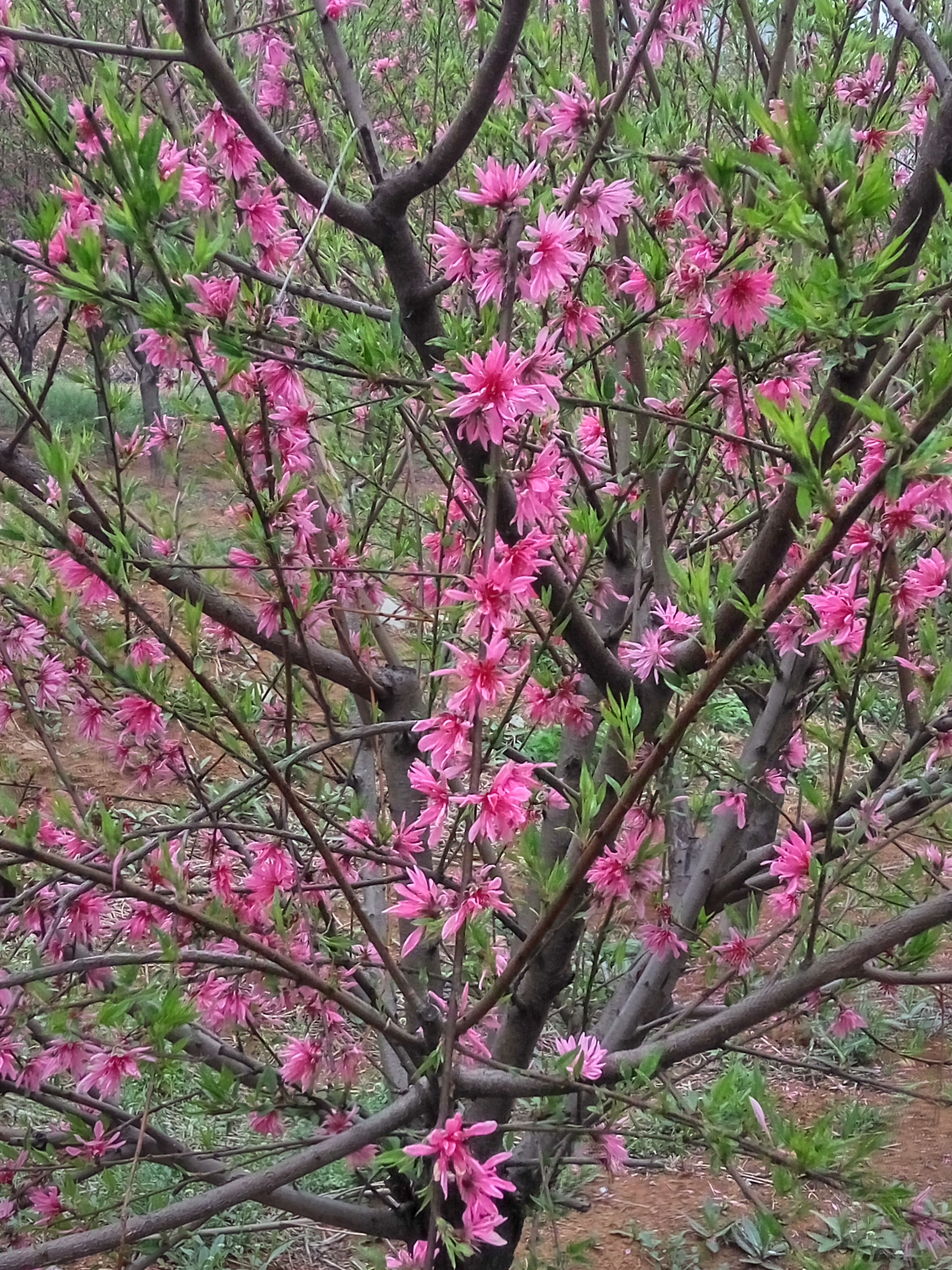 从江县垂枝樱花苗江户彼岸樱樱花苗基地