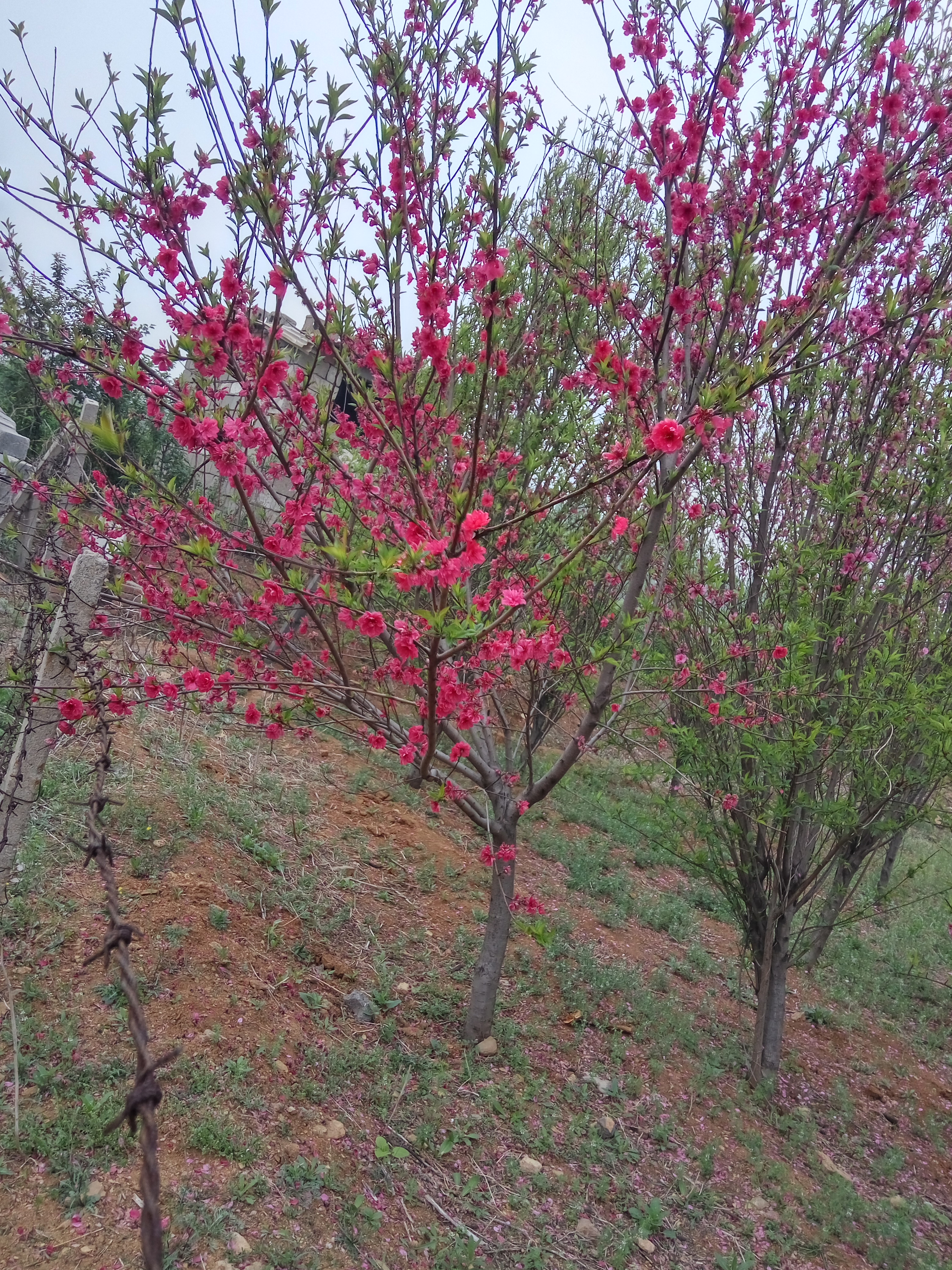 德江县三年樱花苗亩产多少大岛樱 樱花苗推广