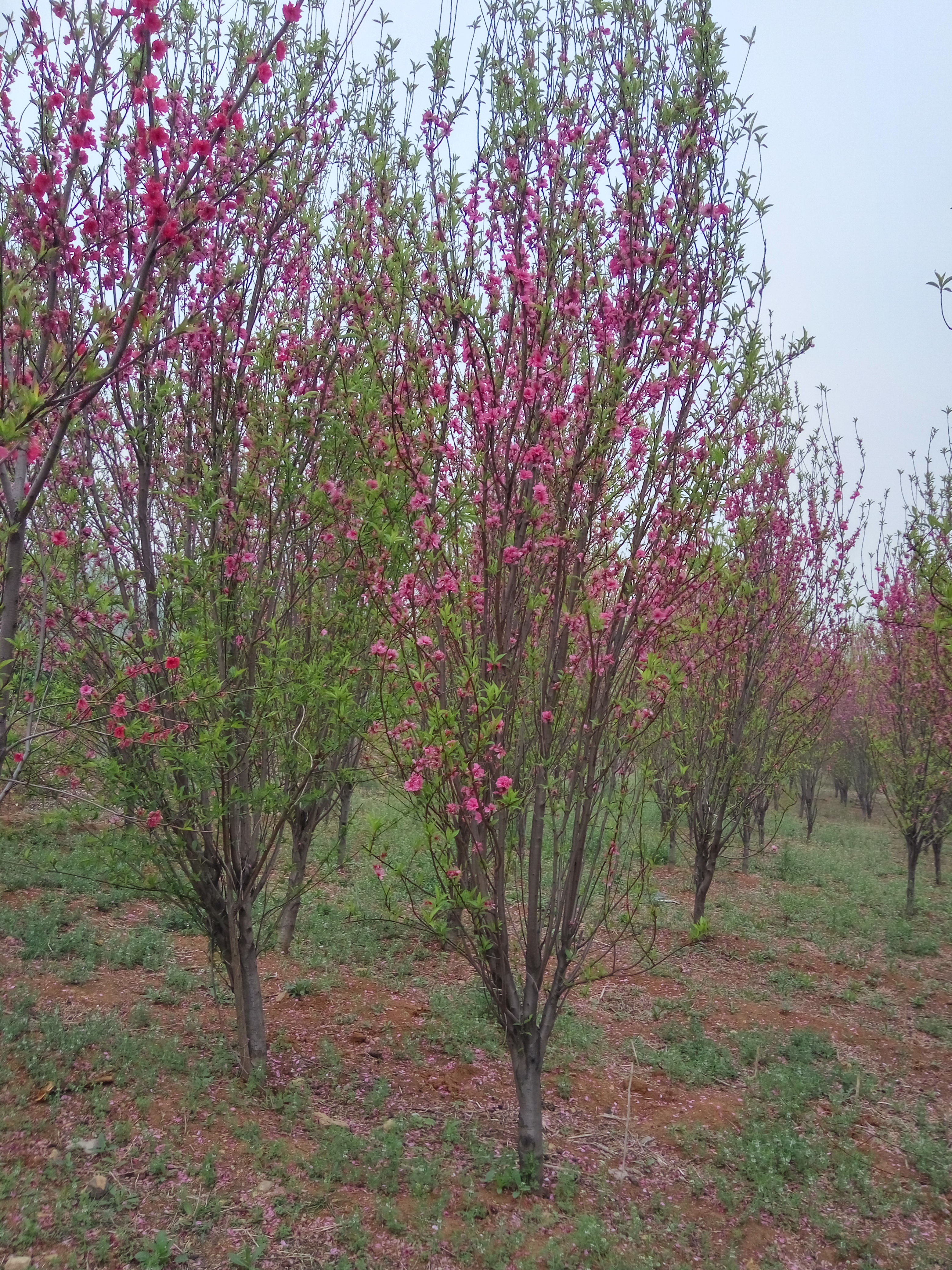 从江县垂枝樱花苗江户彼岸樱樱花苗基地