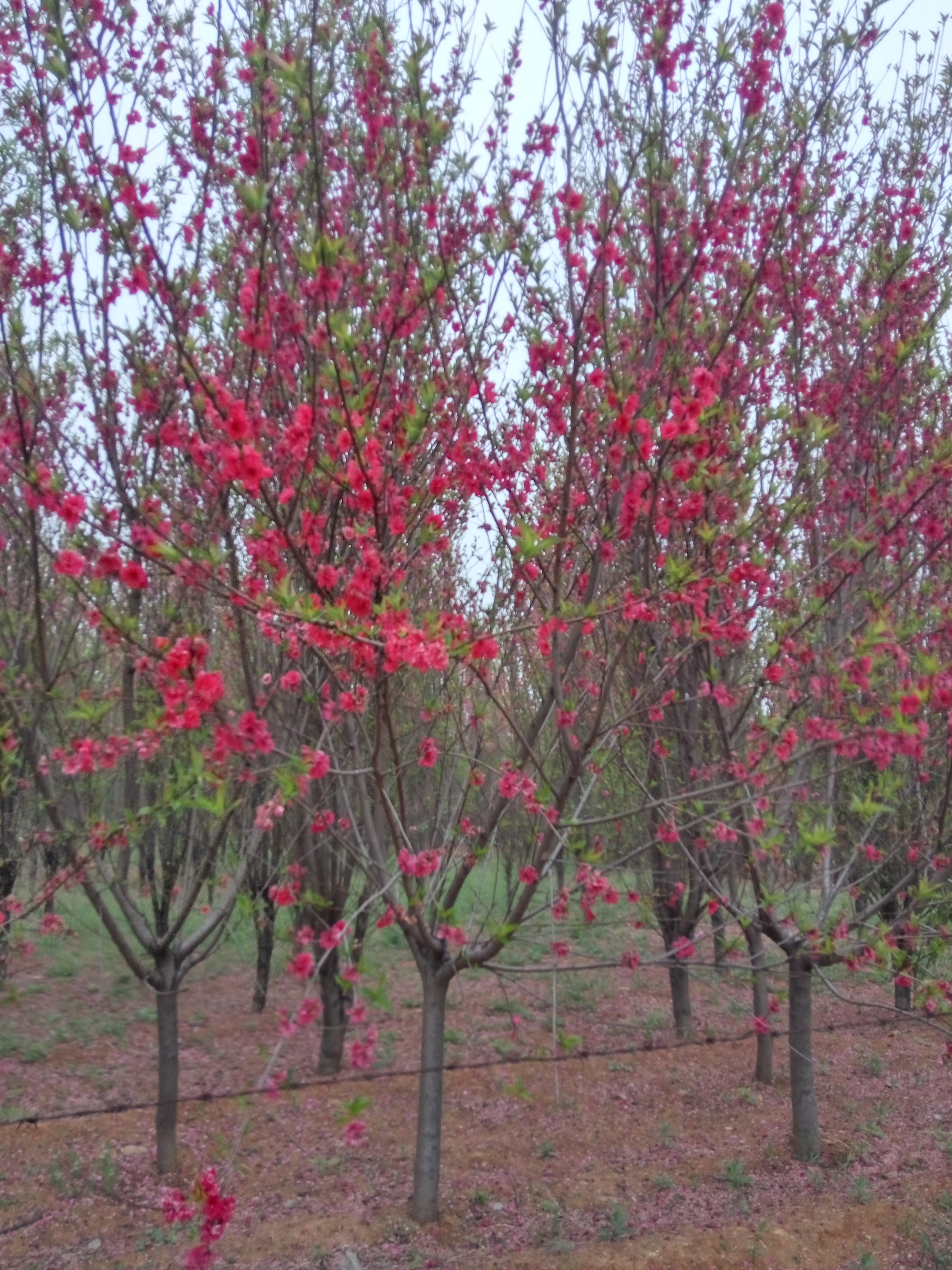 从江县垂枝樱花苗江户彼岸樱樱花苗基地