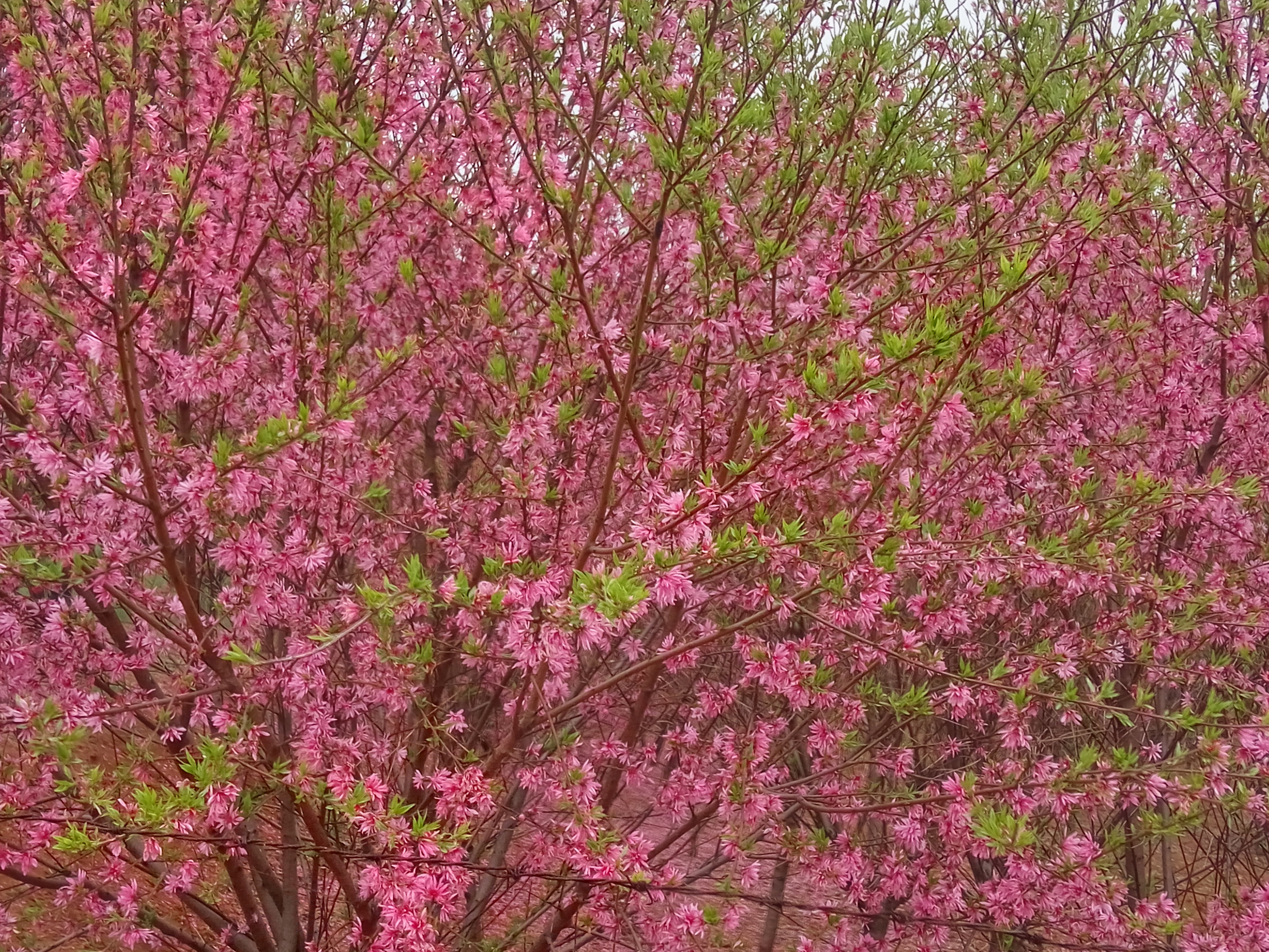 从江县垂枝樱花苗江户彼岸樱樱花苗基地