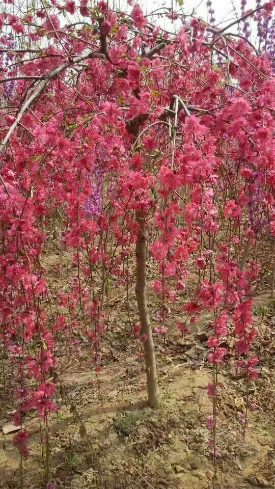 犍为县江户彼岸樱松月樱樱花苗品种