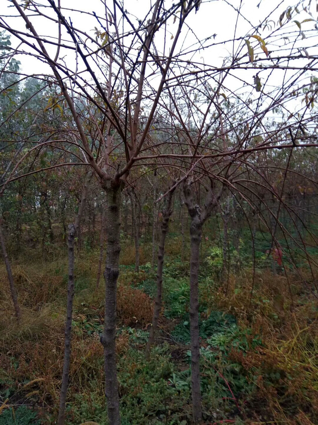 从江县垂枝樱花苗江户彼岸樱樱花苗基地