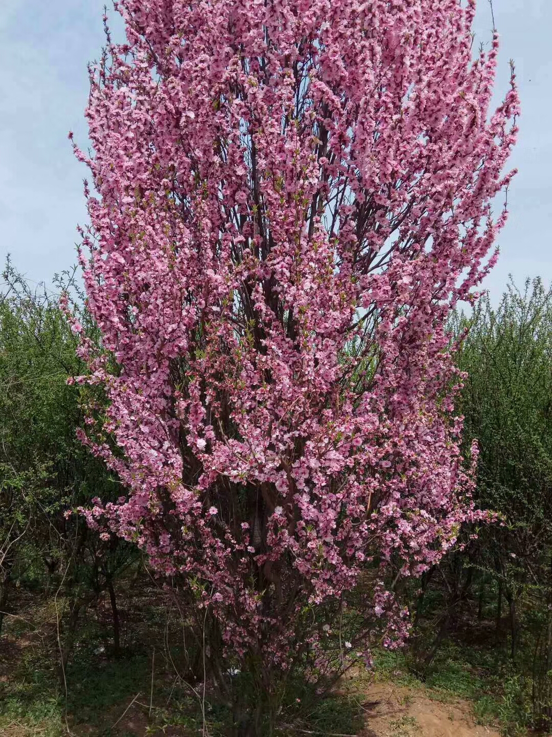 铁山区8公分樱花关山樱 量大