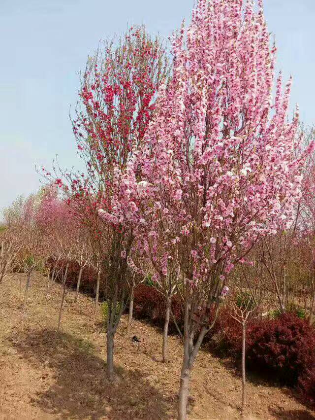 从江县垂枝樱花苗江户彼岸樱樱花苗基地