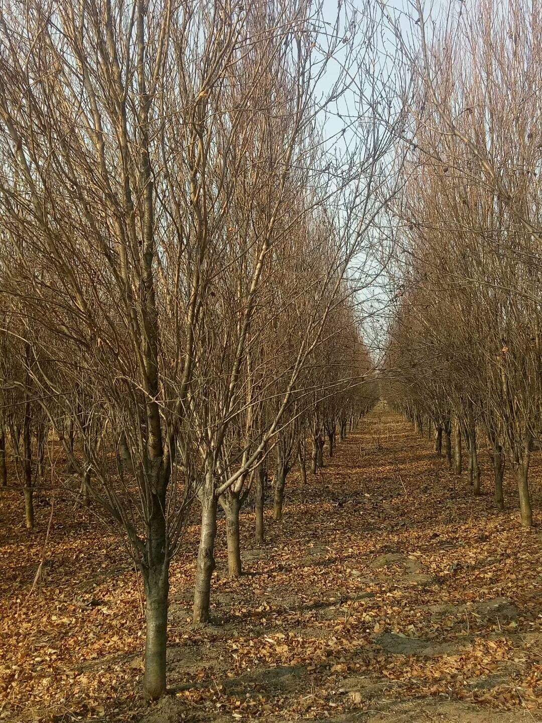 铁山区8公分樱花关山樱 量大