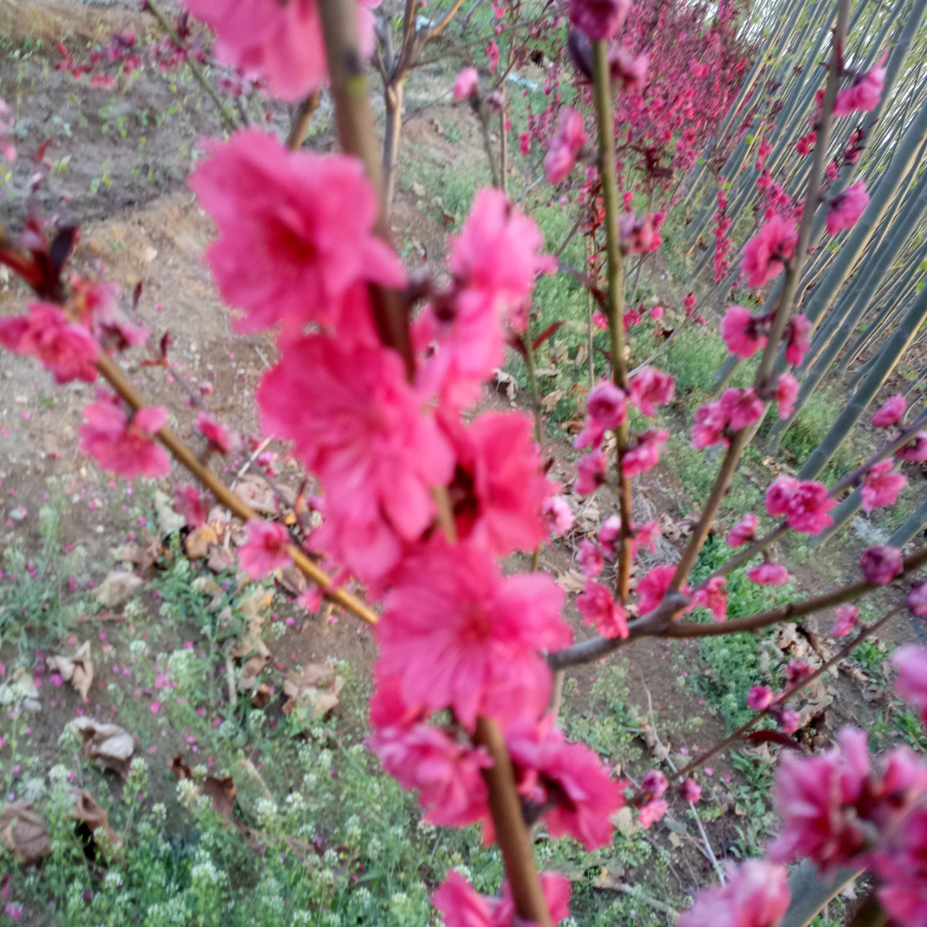 铁山区8公分樱花关山樱 量大