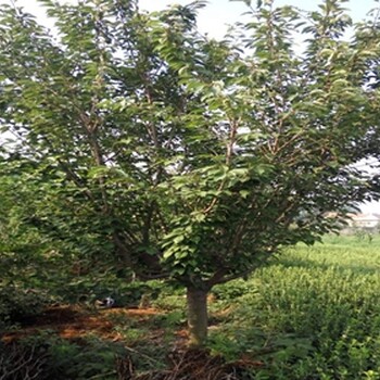 宁洱樱花苗基地普贤象樱樱花苗出售