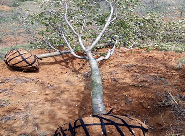 宁洱樱花苗基地象樱樱花苗出售