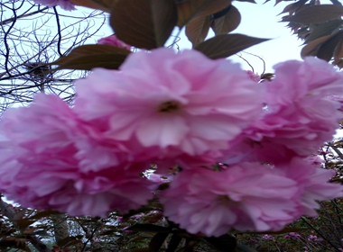 宁洱樱花苗基地象樱樱花苗出售