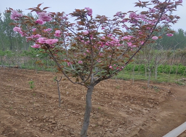 宁洱樱花苗基地象樱樱花苗出售