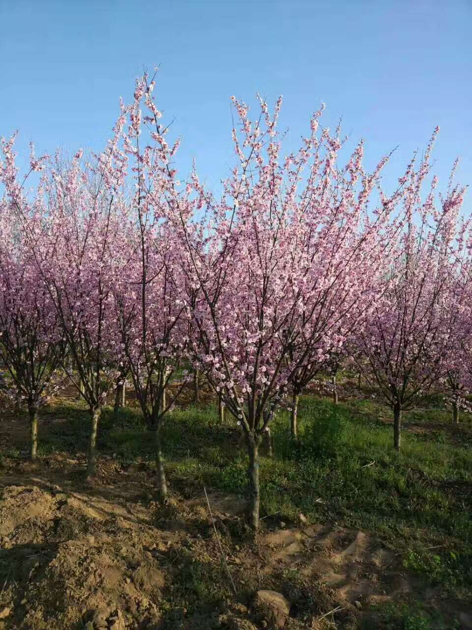 宁洱樱花苗基地象樱樱花苗出售