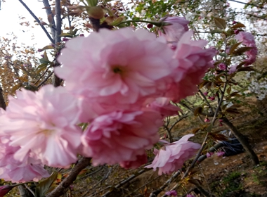 苏仙区秋天栽植樱花苗雏菊樱营养钵