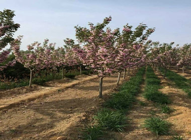 苏仙区秋天栽植樱花苗雏菊樱营养钵