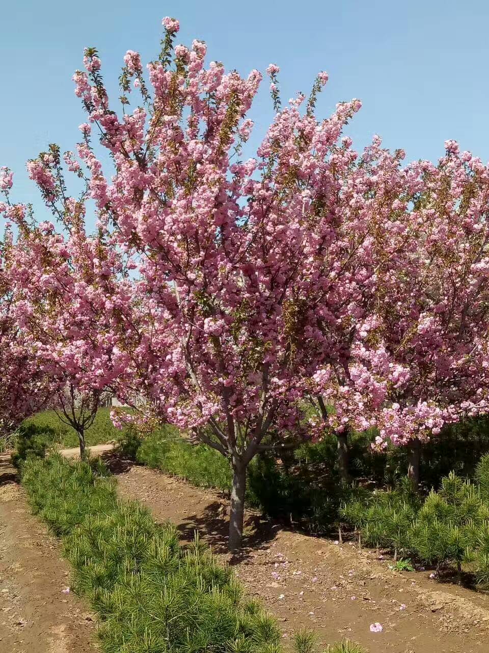 德庆县小樱花苗大岛樱 种植基地