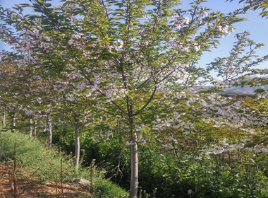 苏仙区秋天栽植樱花苗雏菊樱营养钵