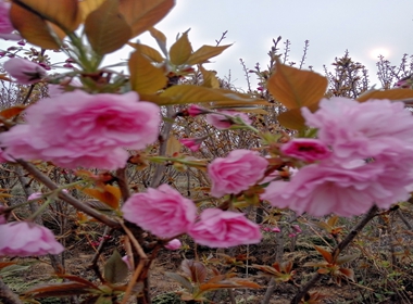 平陆县樱花苗口碑好的云南樱花苗销售