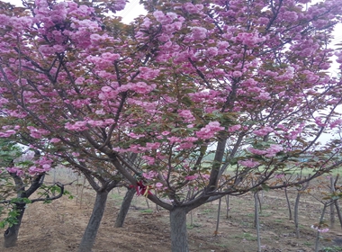 平陆县樱花苗口碑好的云南樱花苗销售