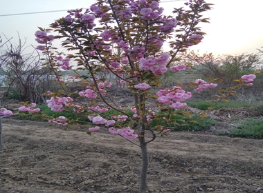 德庆县小樱花苗大岛樱 种植基地