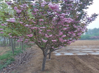 平陆县樱花苗口碑好的云南樱花苗销售